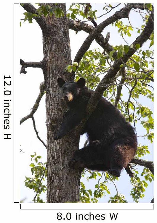 Captive Black Bear In A Cottonwood Tree Wall Mural