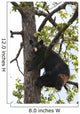 Captive Black Bear In A Cottonwood Tree Wall Mural