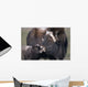 Captive Adult Female Musk Ox With Calf Wall Mural