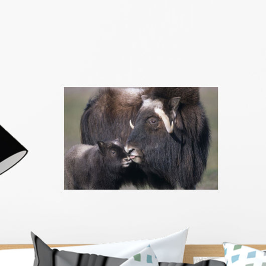 Captive Adult Female Musk Ox With Calf Wall Mural
