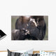 Captive Adult Female Musk Ox With Calf Wall Mural