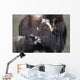 Captive Adult Female Musk Ox With Calf Wall Mural