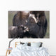 Captive Adult Female Musk Ox With Calf Wall Mural