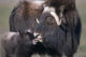 Captive Adult Female Musk Ox With Calf Wall Mural