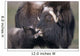 Captive Adult Female Musk Ox With Calf Wall Mural
