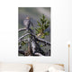 Pigeon Hawk Sits On A Tree Branch In The Turnagain Pass Area Wall Mural
