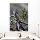 Pigeon Hawk Sits On A Tree Branch In The Turnagain Pass Area Wall Mural