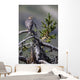 Pigeon Hawk Sits On A Tree Branch In The Turnagain Pass Area Wall Mural