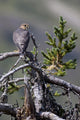 Pigeon Hawk Sits On A Tree Branch In The Turnagain Pass Area Wall Mural