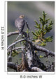 Pigeon Hawk Sits On A Tree Branch In The Turnagain Pass Area Wall Mural