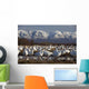 Flock Of Snow Geese Drinking From A Pond Wall Mural