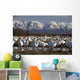 Flock Of Snow Geese Drinking From A Pond Wall Mural