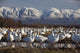 Flock Of Snow Geese Drinking From A Pond Wall Mural