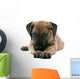 puppy of a great dane lying on the floor Wall Decal