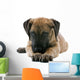 puppy of a great dane lying on the floor Wall Decal
