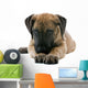 puppy of a great dane lying on the floor Wall Decal
