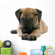 puppy of a great dane lying on the floor Wall Decal