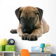 puppy of a great dane lying on the floor Wall Decal