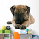 puppy of a great dane lying on the floor Wall Decal