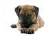 puppy of a great dane lying on the floor Wall Decal