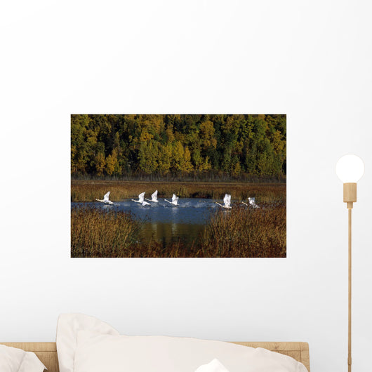 Trumpeter Swans In Flight Over Potter Marsh In Southcentral Wall Mural