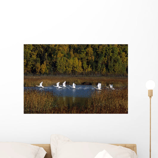 Trumpeter Swans In Flight Over Potter Marsh In Southcentral Wall Mural