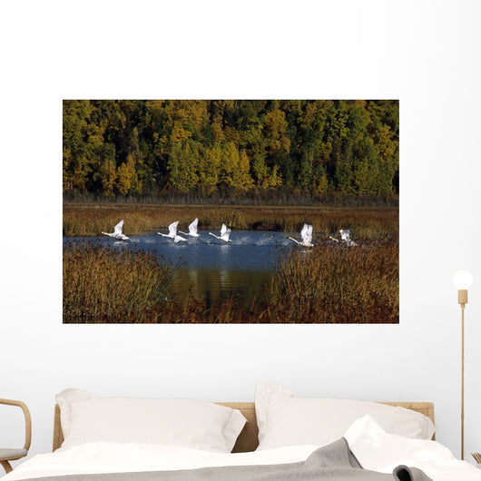 Trumpeter Swans In Flight Over Potter Marsh In Southcentral Wall Mural