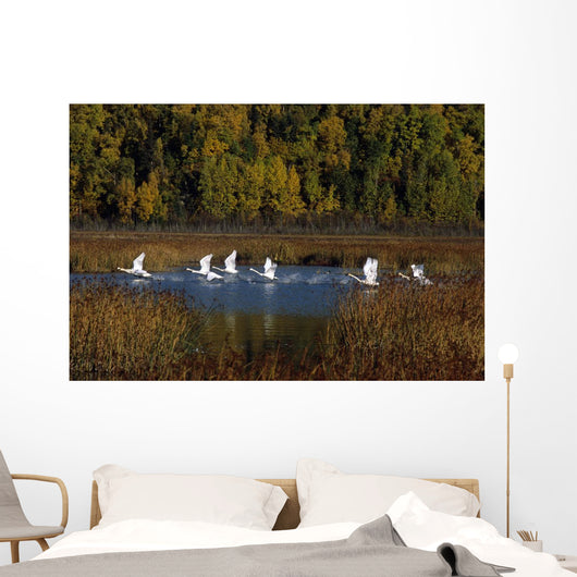 Trumpeter Swans In Flight Over Potter Marsh In Southcentral Wall Mural
