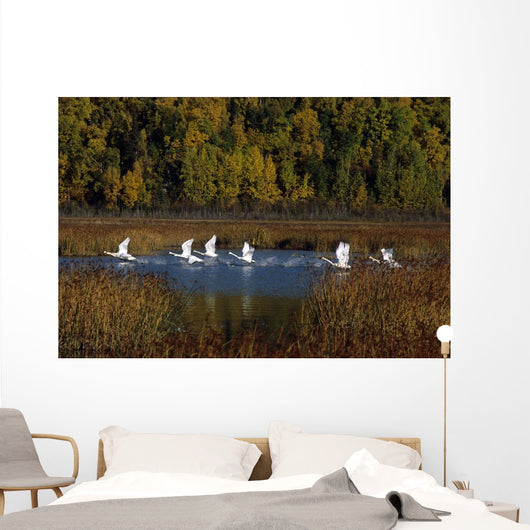 Trumpeter Swans In Flight Over Potter Marsh In Southcentral Wall Mural