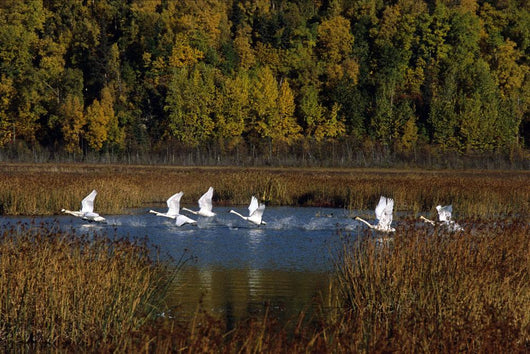 Trumpeter Swans In Flight Over Potter Marsh In Southcentral Wall Mural