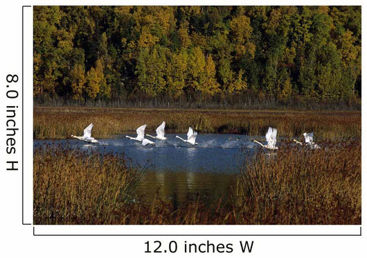 Trumpeter Swans In Flight Over Potter Marsh In Southcentral Wall Mural