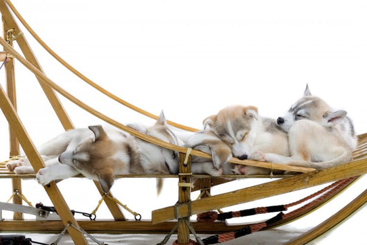 Group Siberian Husky Puppies Wall Decal Design 1