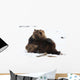 A Pair Of Adult Brown Bears Wrestle Playfully In Snow Wall Mural