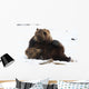 A Pair Of Adult Brown Bears Wrestle Playfully In Snow Wall Mural