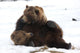 A Pair Of Adult Brown Bears Wrestle Playfully In Snow Wall Mural