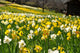 Field Yellow and White