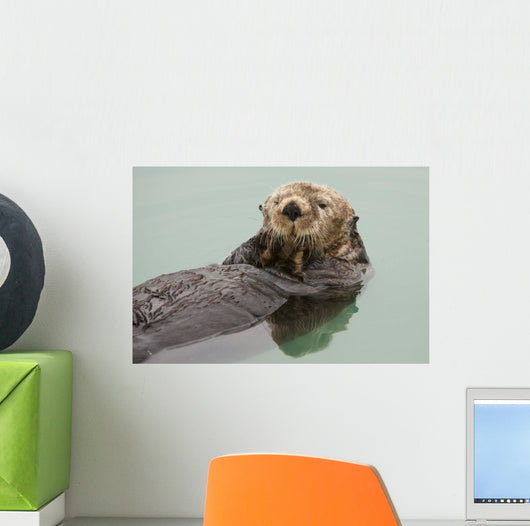 An Adult Sea Otter Floats Wall Mural