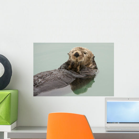 An Adult Sea Otter Floats Wall Mural