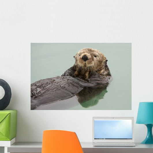 An Adult Sea Otter Floats Wall Mural
