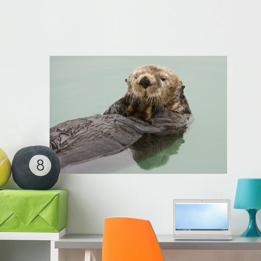 An Adult Sea Otter Floats Wall Mural
