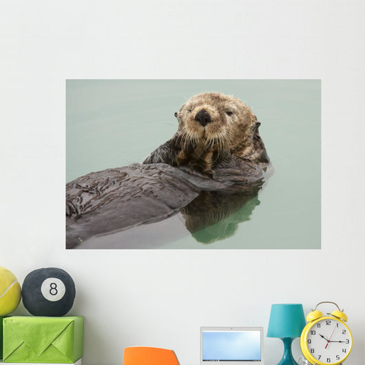 An Adult Sea Otter Floats Wall Mural