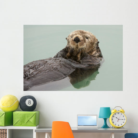 An Adult Sea Otter Floats Wall Mural