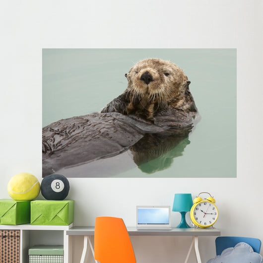 An Adult Sea Otter Floats Wall Mural