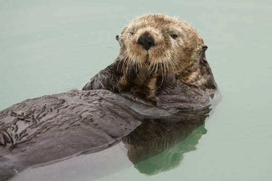 An Adult Sea Otter Floats Wall Mural