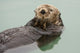 An Adult Sea Otter Floats Wall Mural