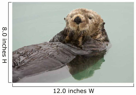 An Adult Sea Otter Floats Wall Mural