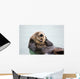 An Adult Sea Otter Floats Wall Mural