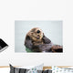 An Adult Sea Otter Floats Wall Mural