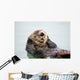 An Adult Sea Otter Floats Wall Mural