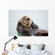 An Adult Sea Otter Floats Wall Mural